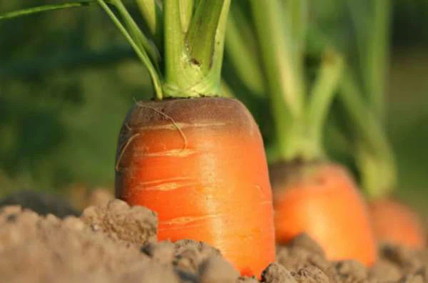 bulk carrot bulk carrot