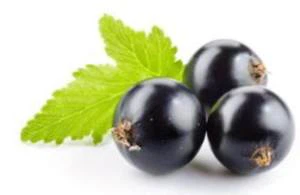 blackcurrant fruit blackcurrant fruit